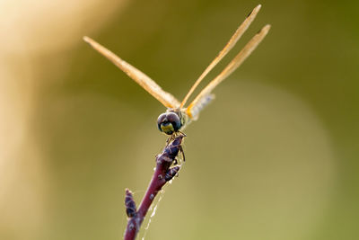 Close-up of insect on plant