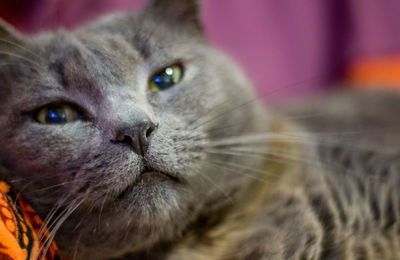 Close-up portrait of cat
