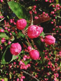 Close-up of pink flowers blooming outdoors