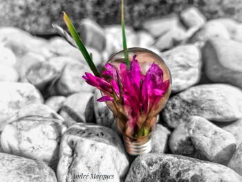 Close-up of pink flower on rock