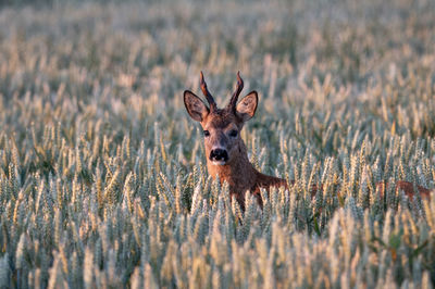 Deer standing on field