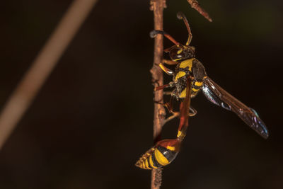 Common yellow wasp hanging on trees