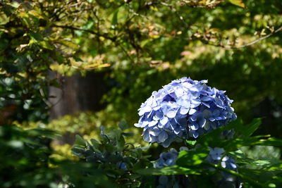 Close-up of purple hydrangea flower