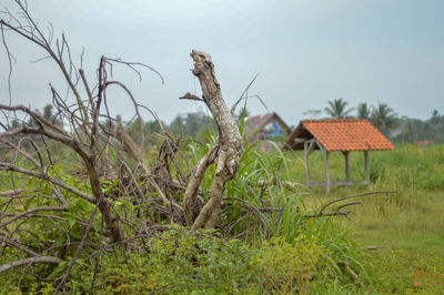 Plants on field against sky
