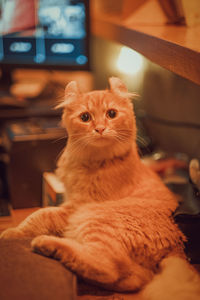 Portrait of ginger cat relaxing at home