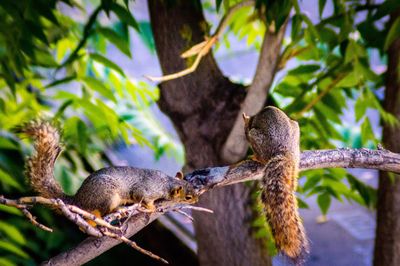 Close-up of lizard on tree