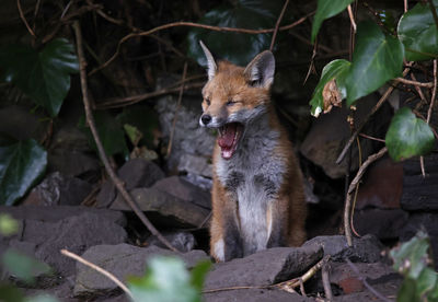 Fox cub yawning after emerging from its den