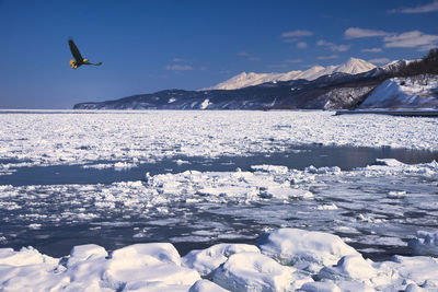 Seagull flying over snowcapped mountains against sky