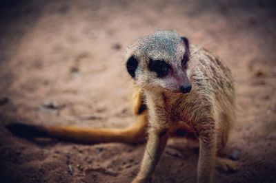 Close-up of meerkat on field