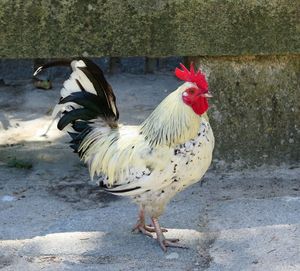 View of a bird on the ground