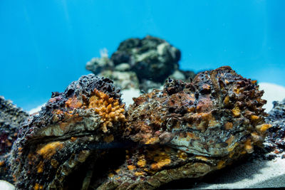 Close-up of stonefish in sea