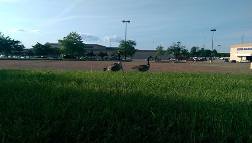 Grass grazing on field