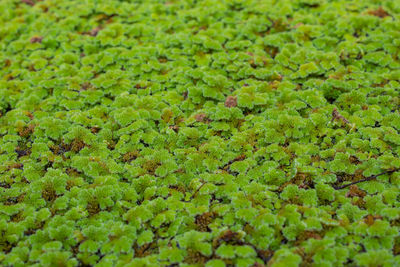 Full frame shot of green leaves floating on field