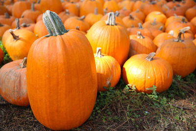 Close-up of pumpkins during autumn