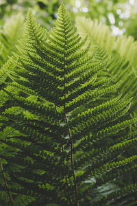 Close-up of fern leaves