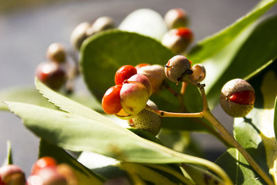 Close-up of fruits on plant