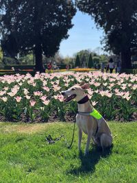 Dog in park