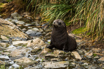 Seal pup on wet rocks