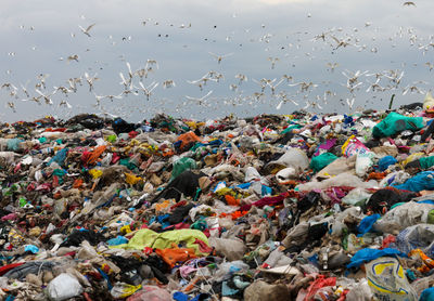 Flock of birds on beach