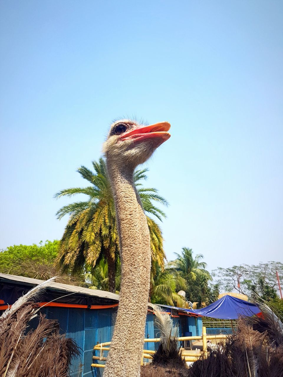 animal representation, sculpture, art and craft, statue, clear sky, creativity, craft, low angle view, no people, one animal, day, dinosaur, tree, outdoors, sky, architecture, chinese dragon, shield