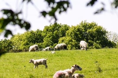 Sheep grazing in a field