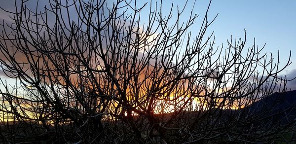 Silhouette bare trees against sky during sunset