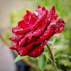 Close-up of wet red rose