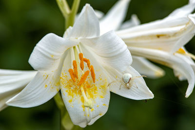 Close-up of white flowering plant