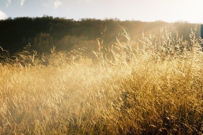 Idyllic view of tree against sky