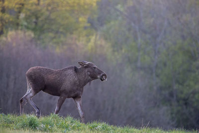 Side view of horse on field