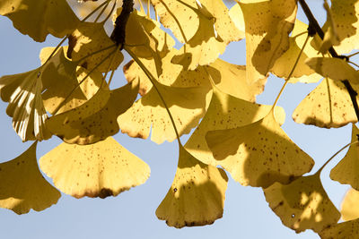 Close-up of autumnal leaves against clear sky