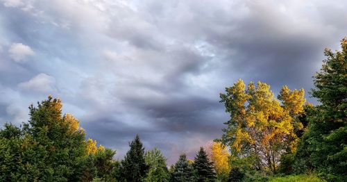 Trees against sky during autumn