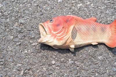 High angle view of crab on sand