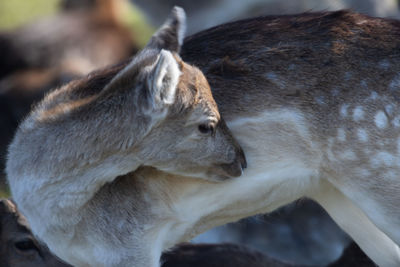 Close-up of deer