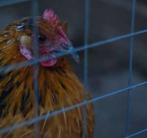 Close-up of rooster in cage