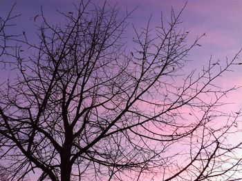 Low angle view of bare tree against sky