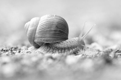 Close-up of snail