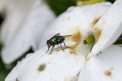 Close-up of fly on white flower