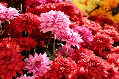 Close-up of pink flowers