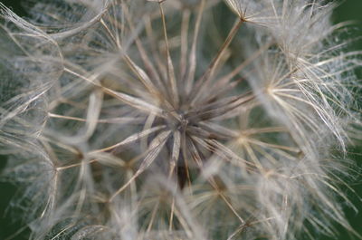 Close-up of dandelion on plant