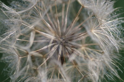 Close-up of dandelion on plant