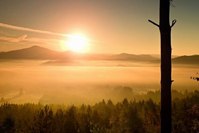 Orange foggy morning. dried lonely tree on a mountain slope at misty day