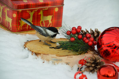 Close-up of bird perching on table