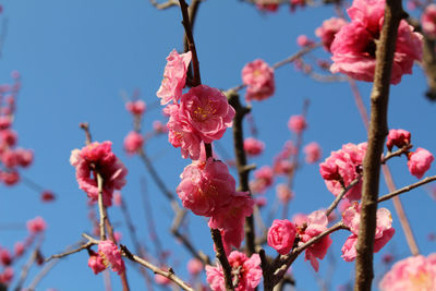 Close-up of pink cherry blossoms in spring