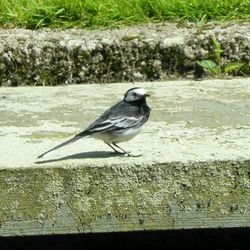 Bird perching on railing