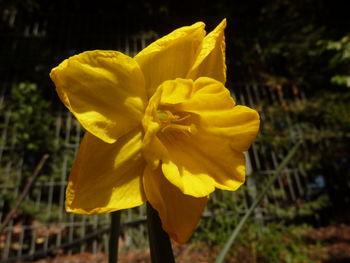 Close-up of yellow flower blooming outdoors