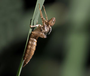 Close-up of insect on plant