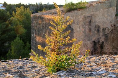 Close-up of plants growing on rock in winter