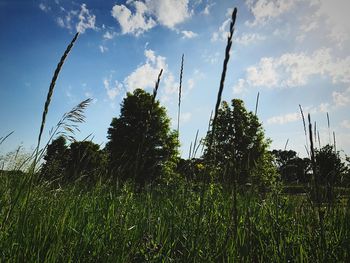 Plants growing on landscape against sky