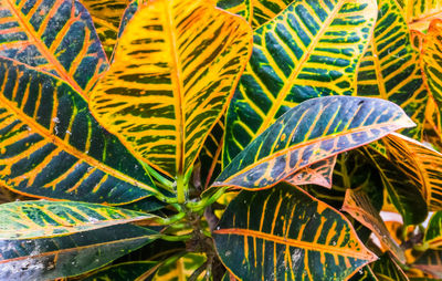 High angle view of fern leaves on field